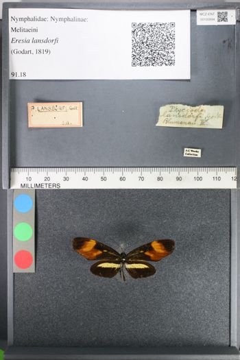 Media type: image;   Entomology 100894